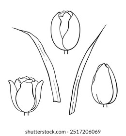 A beautifully stylized Tulip Line Art Collection perfect for a variety of Floral Designs