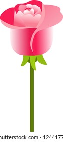 Beauty color rose