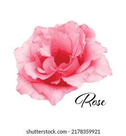 Eustoma de belleza sobre fondo blanco
