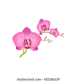 Beauty flower design flat style isolated. Blooming red flower with big beautiful petals, summer or spring nature floral plant and graphic blossom exotic natural flora, vector illustration