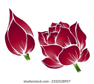 The beauty of the gradation design of the lotus lotus lotus flower Nelumbo nucifera Proteales Tracheophyta Nelumbonaceae is red