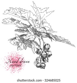 Beauty hand drawn vector berries . Currant