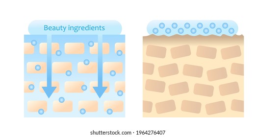 beauty ingredients are absorbed into skin illustration. Beauty and skin care concept