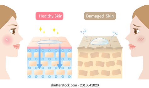 beauty ingredients are absorbed into skin illustration and woman face illustration. Beauty and skin care concept