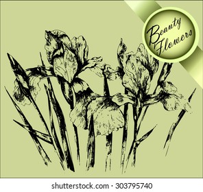 beauty irises. drawn manually and transferred to a vector format