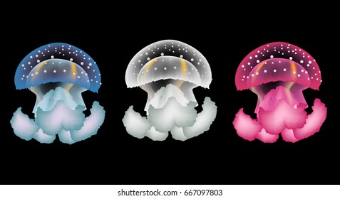 beauty jellyfish graphic vector