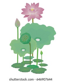 beauty of lotus vector design