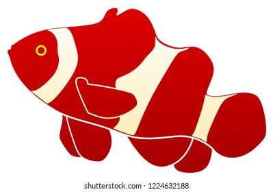 the beauty of nemo fish