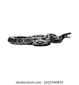 Beauty rat snake hand drawing vector isolated on white background.