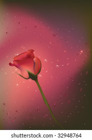 beauty rose