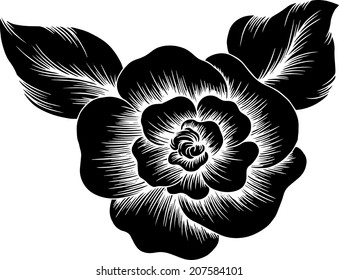 The beauty of roses.lined of the black rose.