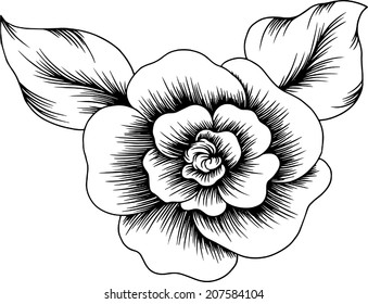 The beauty of roses.lined of rose.