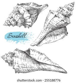 Beauty set of various sea shells vector.