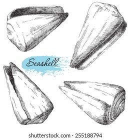 Beauty set of various sea shells vector.