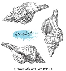 Beauty set of various sea shells vector.