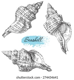 Beauty set of various sea shells vector.