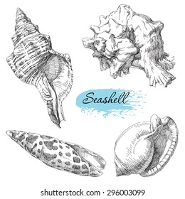 Beauty set of various sea shells vector.