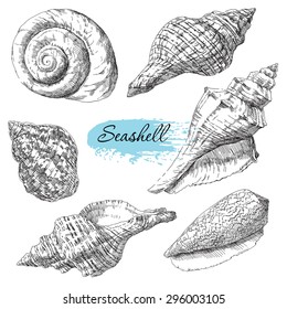 Beauty set of various sea shells vector.