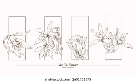 The beauty of vanilla flowers comes to life in this exquisite set of vector illustrations. Drawn in a vintage style. Vanilla orchids