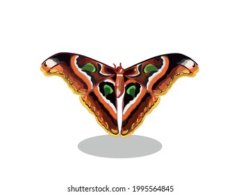 The beauty of various types of butterflies