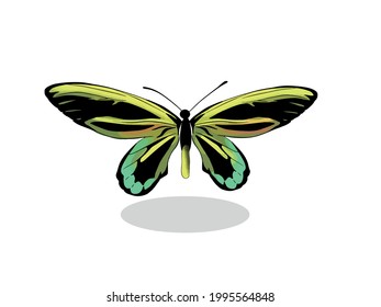 The beauty of various types of butterflies