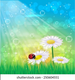 Beautyful camomiles. Vector of spring background with gradient and radiance.