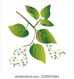 Beautyful floral design with blue buds and green leaves on white color background.