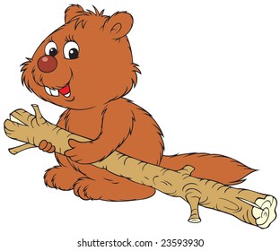 Beaver