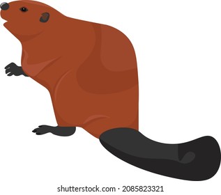 Beaver animal, illustration, vector on a white background.
