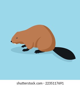 Beaver, aquatic rodent, side view