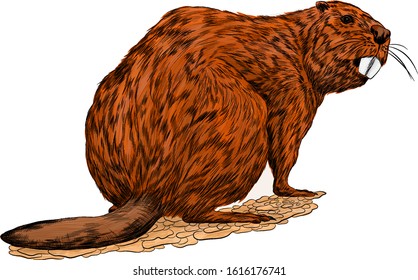 beaver brown animal with big teeth vector