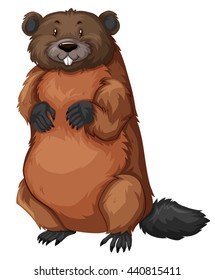 Beaver with brown fur illustration