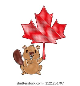beaver of canada with maple leaf