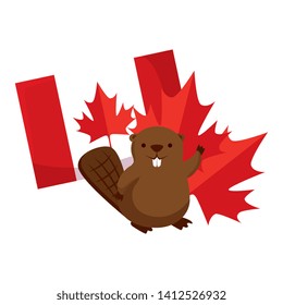 beaver with canadian flag and maple leaf