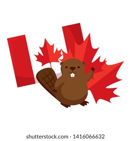 beaver with canadian flag and maple leaf