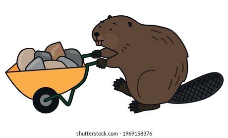 Beaver carrying stones with a wheelbarrow