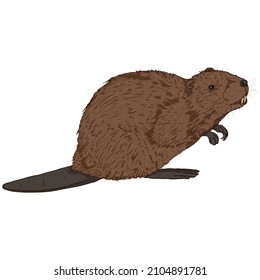 Beaver Cartoon Vector Illustration on White Background