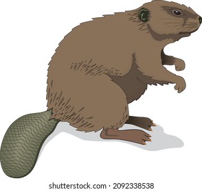 Beaver Castor Salt Cellar Mammal Wild Animal Biology Fauna Vector Isolated on White