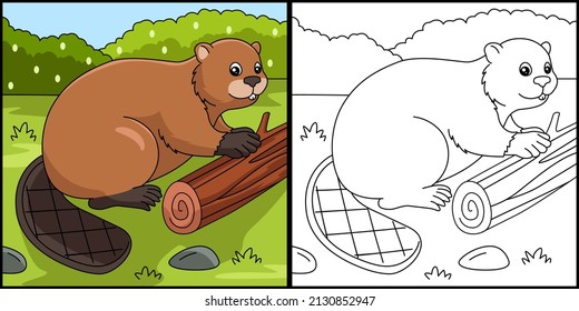 Beaver Coloring Page Colored Illustration