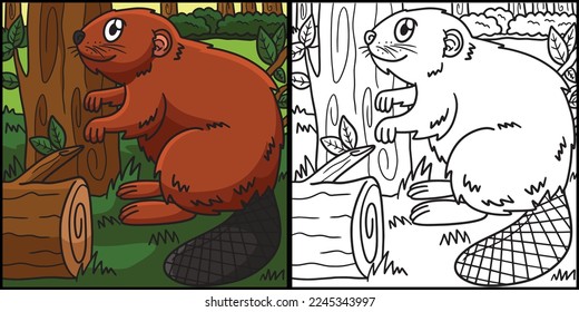 Beaver Coloring Page Colored Illustration