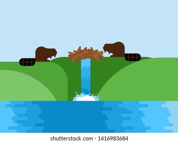 Beaver and dam. semi-aquatic mammal of order of rodents