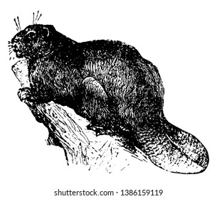 Beaver is distinguished from all other rodents by its flat and scaly tail, vintage line drawing or engraving illustration.