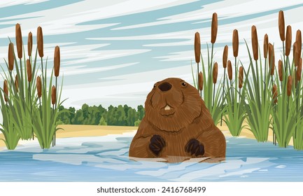 The beaver emerged from the water. Lake with thickets of reeds and cattails. Realistic vector landscape