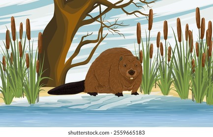 A beaver enters the water of a lake in the thickets of cattails. Realistic vector landscape