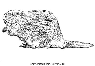 Beaver - hand drawn vector illustration, isolated on white