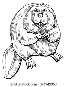 Beaver - hand drawn vector illustration, isolated on white