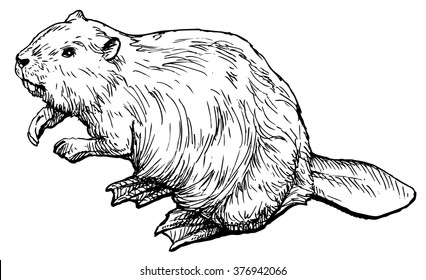 Beaver - hand drawn vector illustration, isolated on white