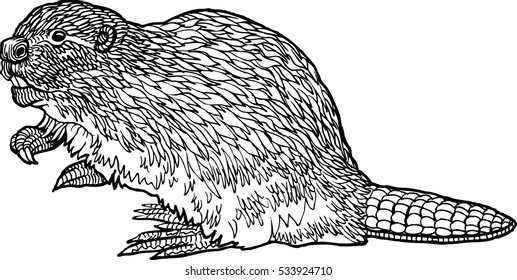 Beaver - hand drawn vector illustration, isolated on white