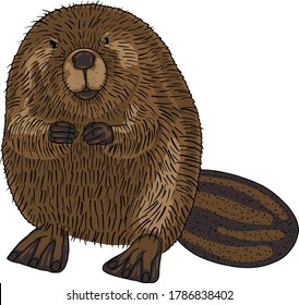 Beaver Illustration - Animal, Castor, Rodent, Forest, Dam, Canal, Lodges