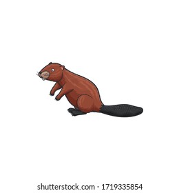 Beaver isolated large rodent with broad tail. Vector semiaquatic animal with two big tooth eating tree bark and building dams. North American beaver Castor canadensis, Castor fiber rodent